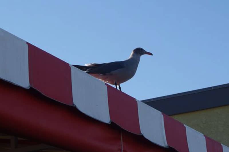 evitar que los pajaros aniden en los toldos